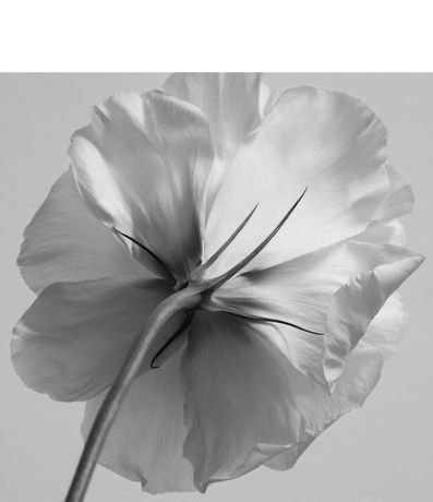 Perfume Givenchy L'Interdit Femenino Eau de Parfum 5